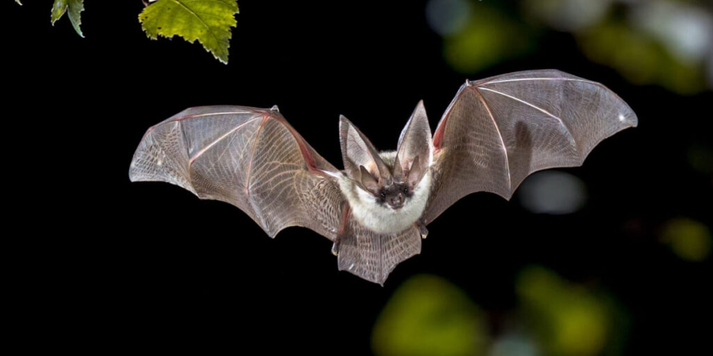 Bats are noxious because they carry bacteria and viruses